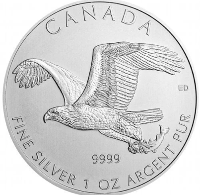 bald-eagle-obv