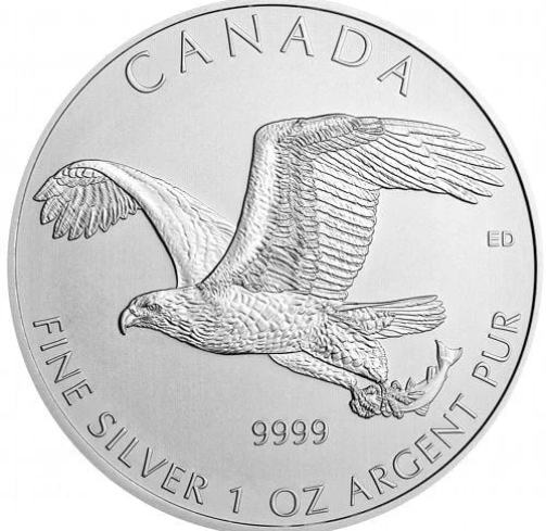 bald-eagle-obv